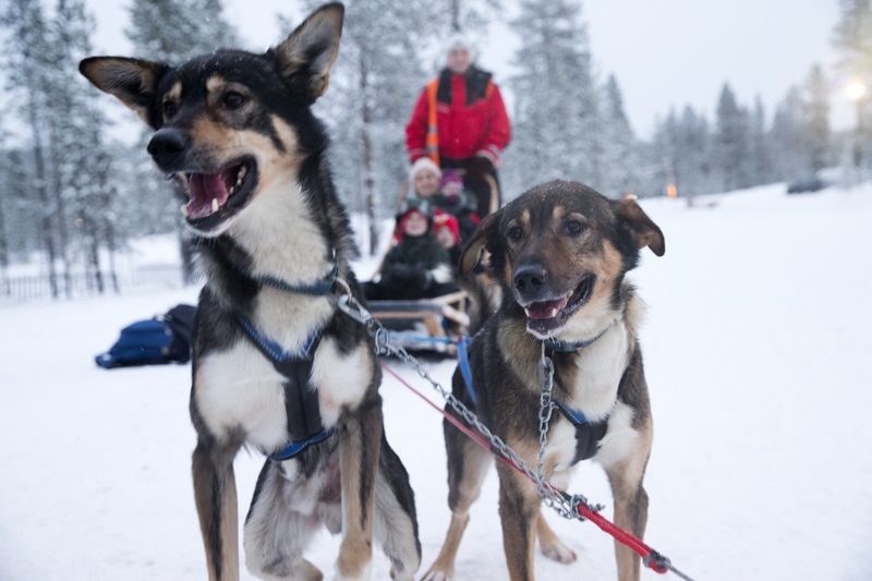 huskies, husky sled